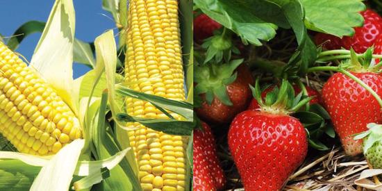 Combining Multi-type Data to Improve Genomic Prediction