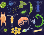 Modelling and analysis of spatio-temporal dynamics of a marine ecosystem